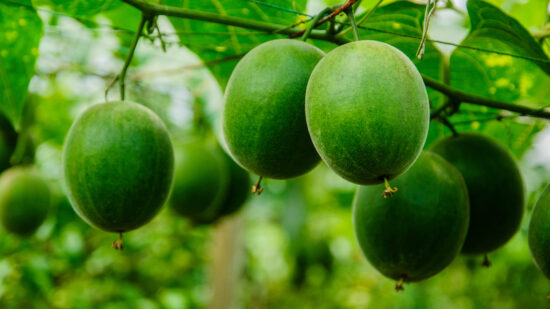 Monk Fruit